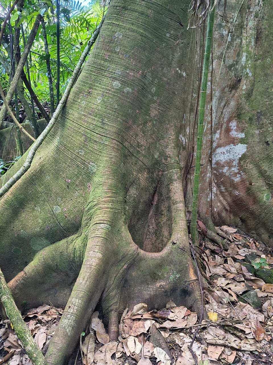 Raíces de árbol — memoria del territorio